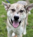 A378469's profile on Petfinder.com