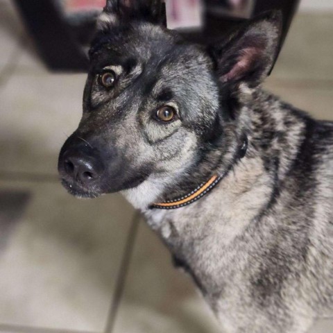 are black norwegian elkhound puppies lazy