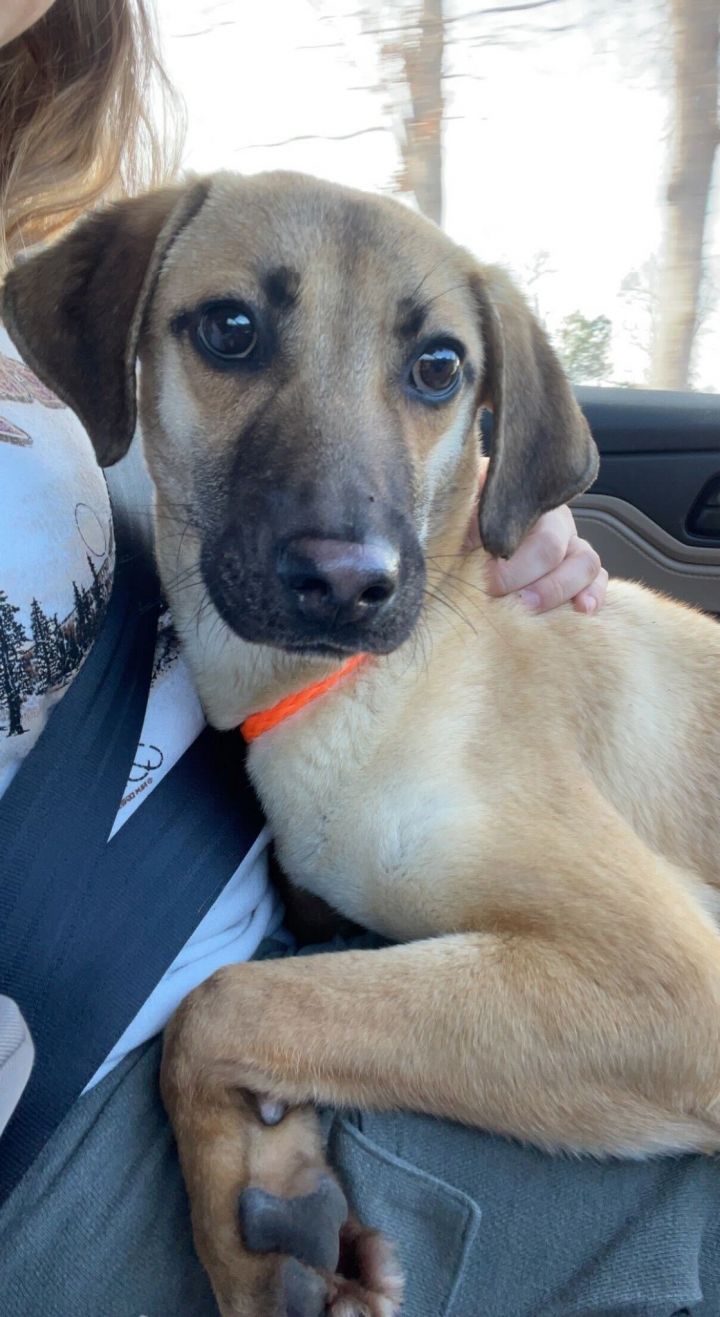 Peanut 2