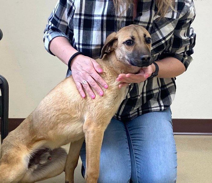 Peanut, an adoptable Black Mouth Cur Mix in Winder, GA_image-3