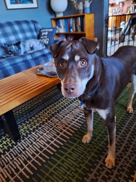 Kelpie cross 2024 shar pei