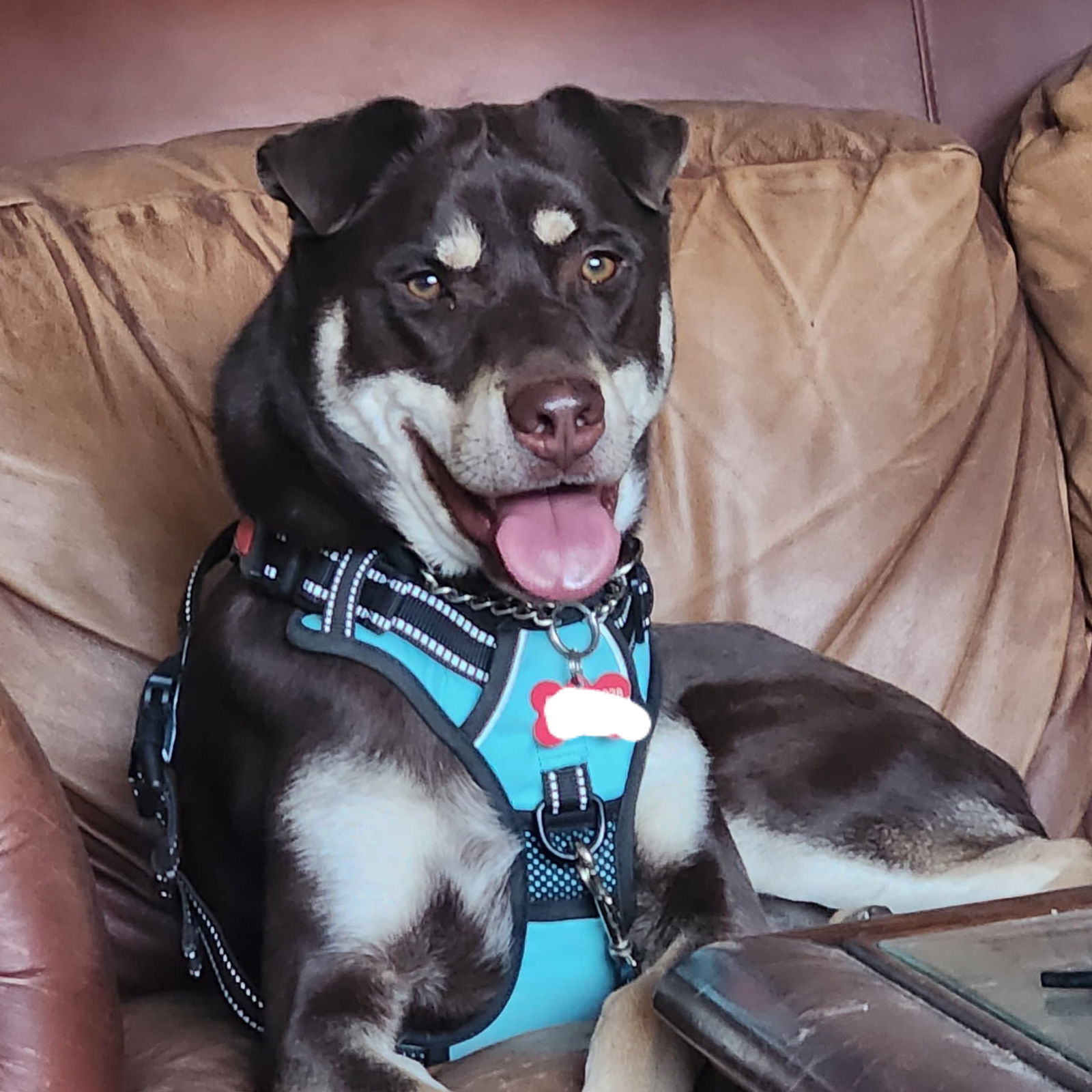 Ezee, an adoptable Australian Kelpie, Shar-Pei in Tucson, AZ, 85716 | Photo Image 2