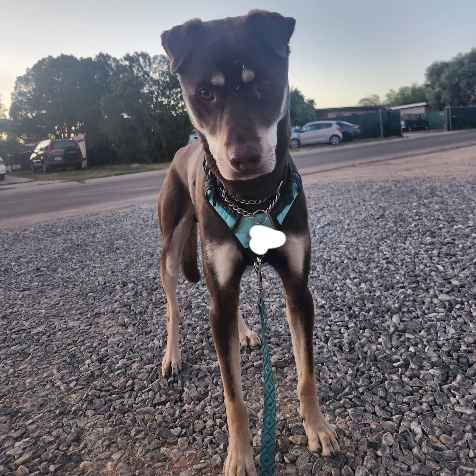 Ezee, an adoptable Australian Kelpie, Shar-Pei in Tucson, AZ, 85716 | Photo Image 3