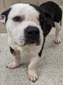 TENNY's profile on Petfinder.com