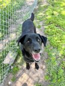 VALENTINE's profile on Petfinder.com