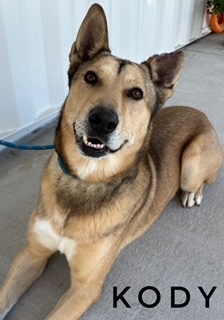 KODY, an adoptable German Shepherd Dog, Mixed Breed in Lathrop, CA, 95330 | Photo Image 1