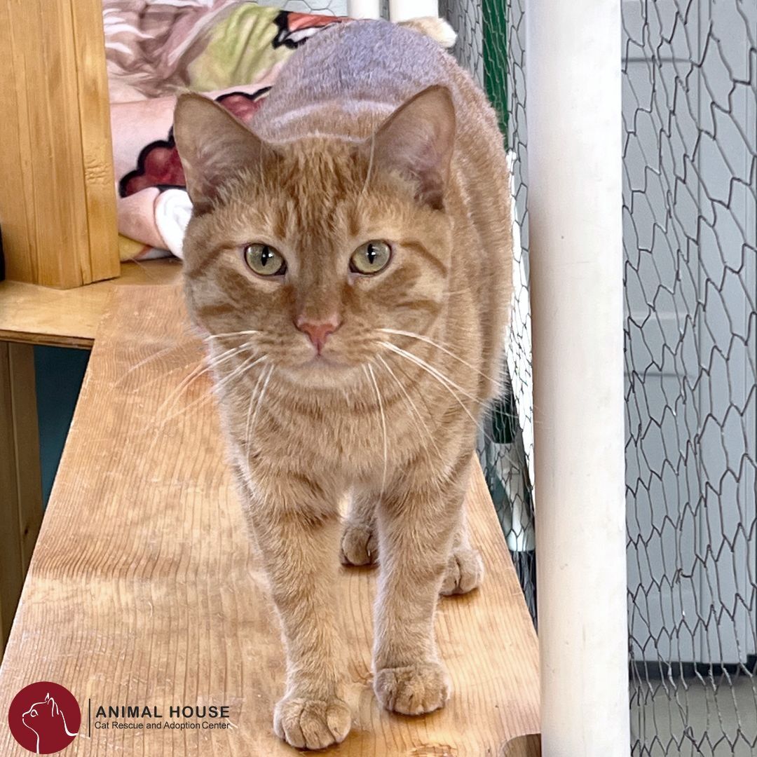 Cat for adoption Toby, a Domestic Short Hair in St. Louis, MO Petfinder