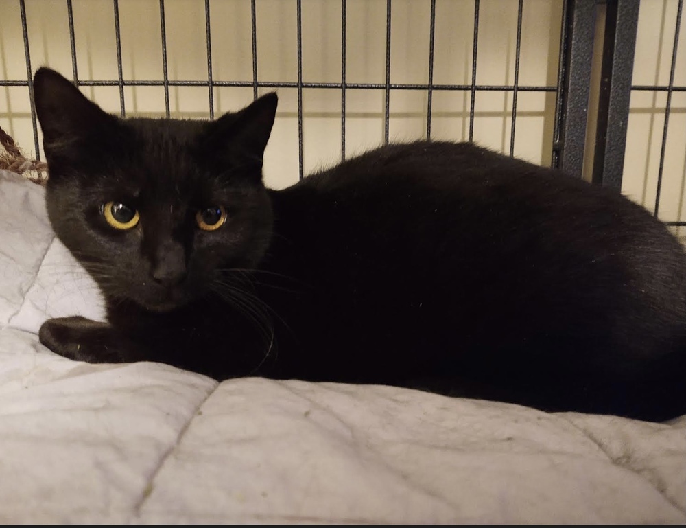 Quita, an adoptable Domestic Short Hair in Virginia Beach, VA, 23455 | Photo Image 3