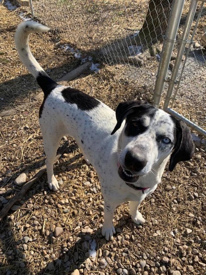Dog For Adoption - Sycamore, A Bluetick Coonhound & Husky Mix In  Shepherdsville, Ky | Petfinder