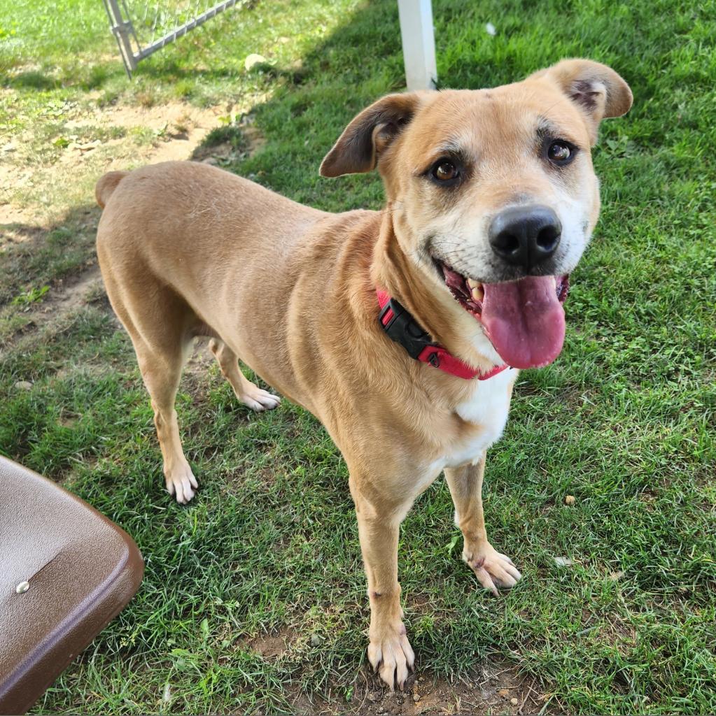 Freya, an adoptable Mixed Breed in Beckley, WV, 25802 | Photo Image 1