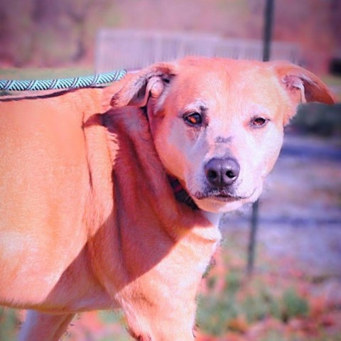 Freya, an adoptable Mixed Breed in Beckley, WV, 25802 | Photo Image 2