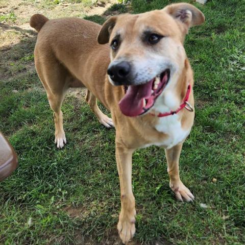 Freya, an adoptable Mixed Breed in Beckley, WV, 25802 | Photo Image 5