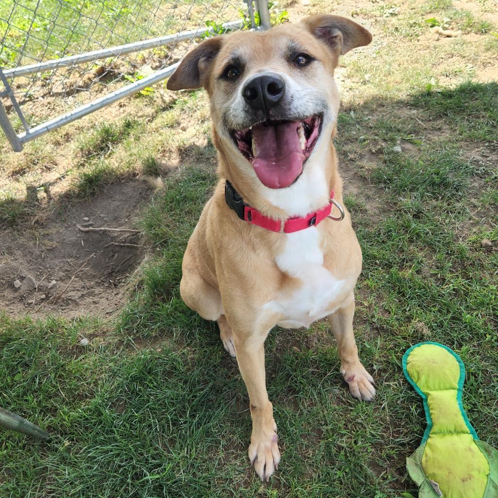 Freya, an adoptable Mixed Breed in Beckley, WV, 25802 | Photo Image 5