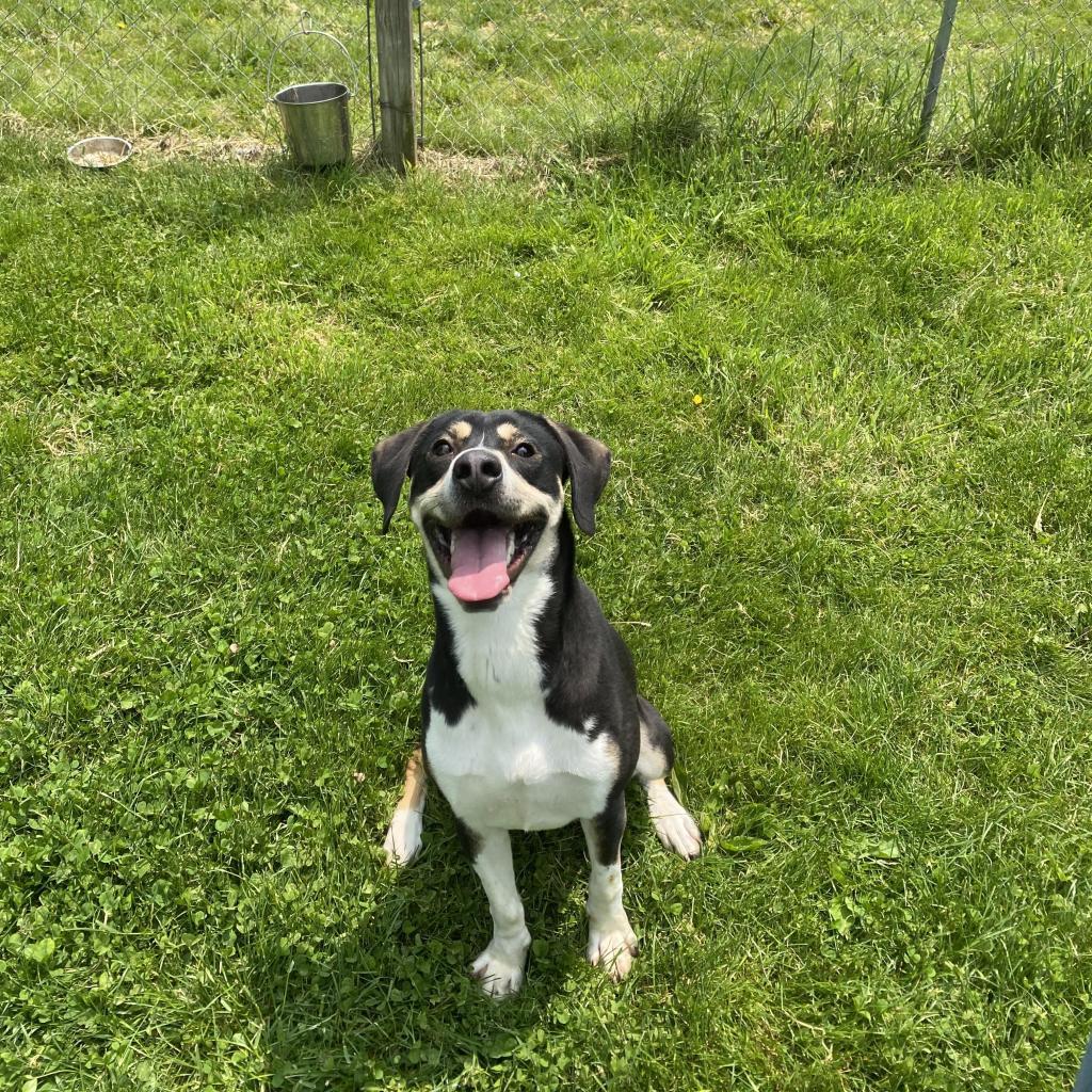 Jethro, an adoptable Mixed Breed in Beckley, WV, 25802 | Photo Image 1