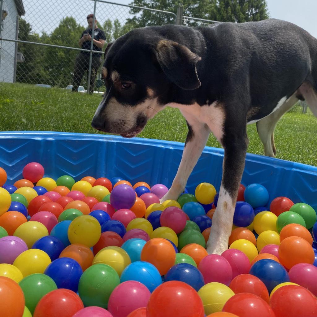 Jethro, an adoptable Mixed Breed in Beckley, WV, 25802 | Photo Image 2