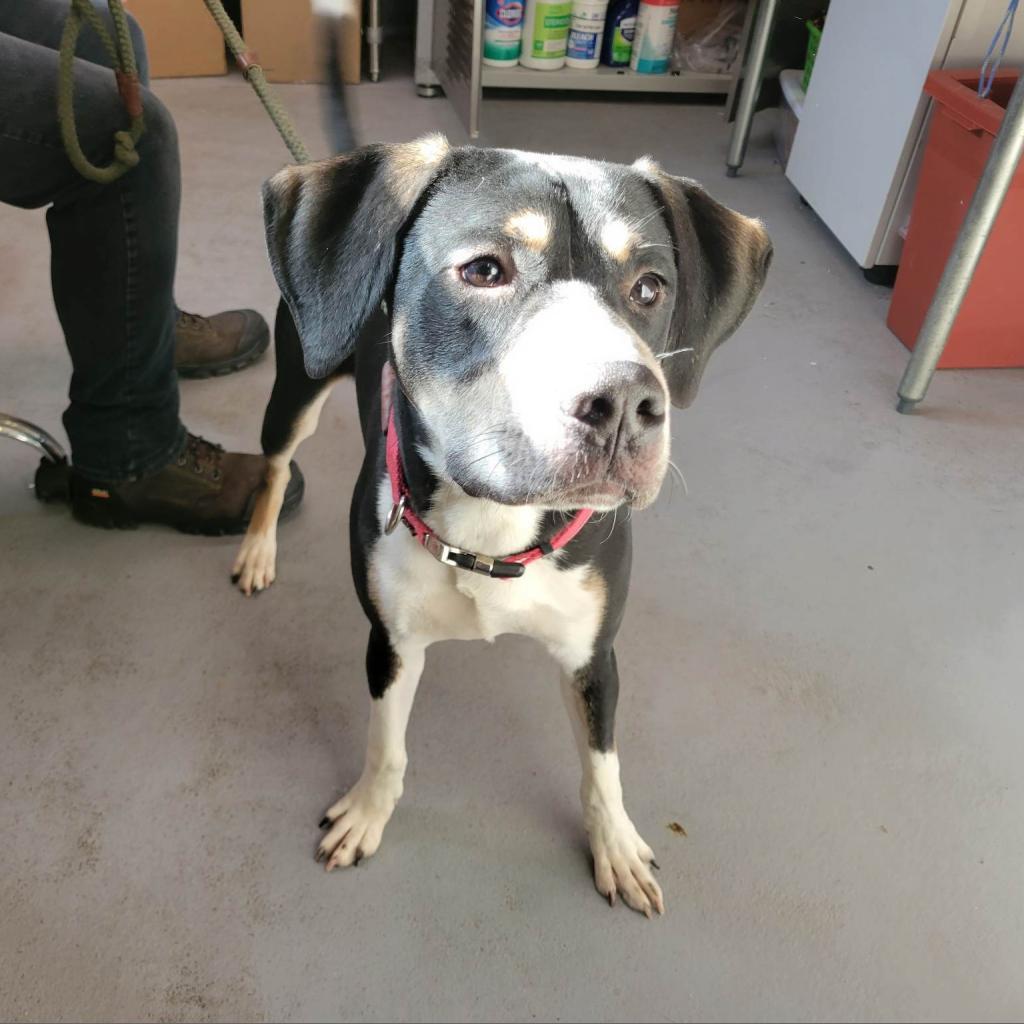 Jethro, an adoptable Mixed Breed in Beckley, WV, 25802 | Photo Image 4