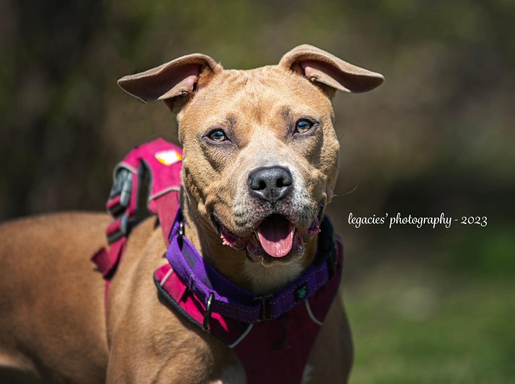 Maisey, an adoptable American Staffordshire Terrier in East Peoria, IL, 61611 | Photo Image 5