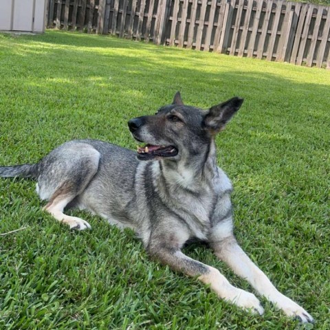 Matilda, an adoptable German Shepherd Dog in Covington, LA, 70433 | Photo Image 1