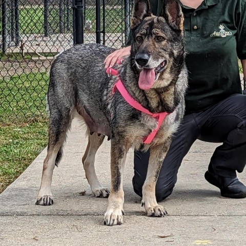 Matilda, an adoptable German Shepherd Dog in Covington, LA, 70433 | Photo Image 2