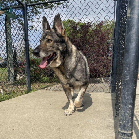 Matilda, an adoptable German Shepherd Dog in Covington, LA, 70433 | Photo Image 3