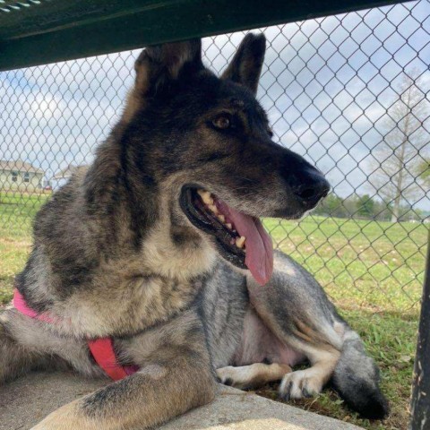 Matilda, an adoptable German Shepherd Dog in Covington, LA, 70433 | Photo Image 4