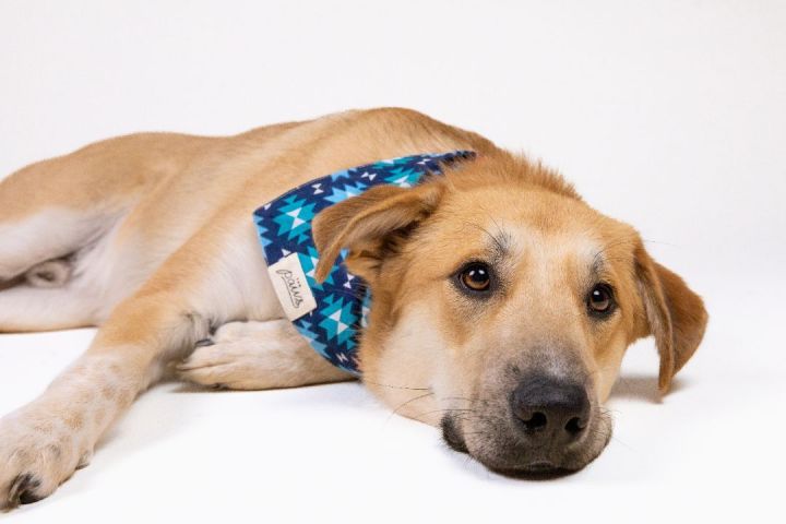 Hurley, an adoptable Carolina Dog & Shepherd Mix in Cypress, TX_image-4