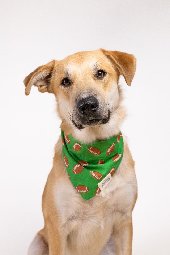 Hurley, an adoptable Carolina Dog & Shepherd Mix in Cypress, TX_image-6