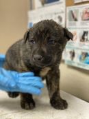 BARON BUTTERSCOTCH's profile on Petfinder.com