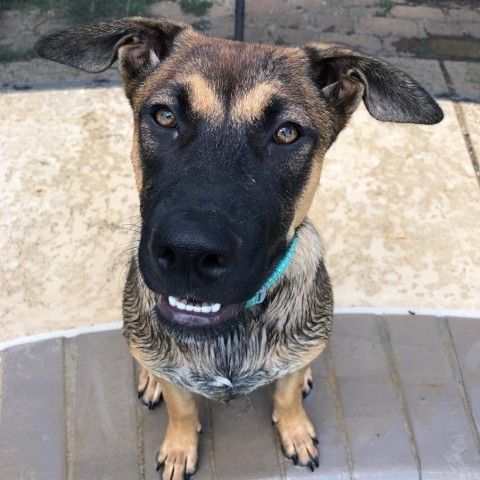 Lavender, an adoptable German Shepherd Dog in Covington, LA, 70433 | Photo Image 1