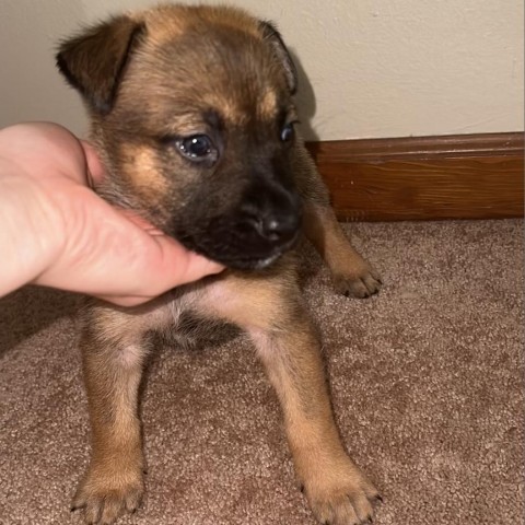 Lavender, an adoptable German Shepherd Dog in Covington, LA, 70433 | Photo Image 2