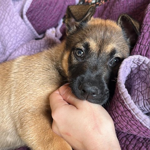 Lavender, an adoptable German Shepherd Dog in Covington, LA, 70433 | Photo Image 3