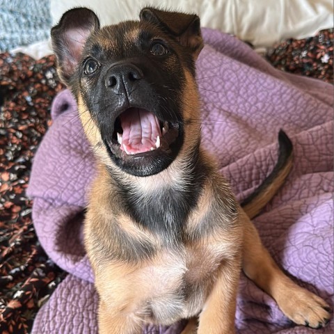 Lavender, an adoptable German Shepherd Dog in Covington, LA, 70433 | Photo Image 4