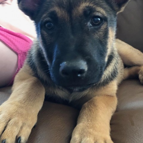 Lavender, an adoptable German Shepherd Dog in Covington, LA, 70433 | Photo Image 5