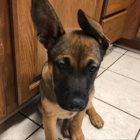 Lavender, an adoptable German Shepherd Dog in Covington, LA, 70433 | Photo Image 6