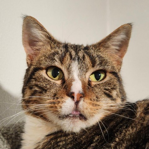 Latte, an adoptable Domestic Short Hair in Brighton, MO, 65617 | Photo Image 1