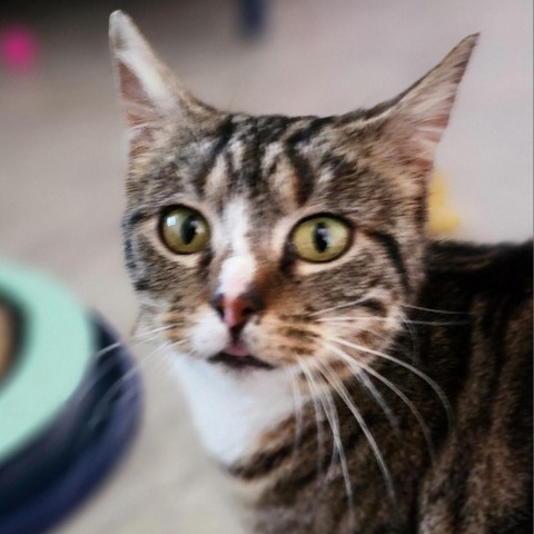 Latte, an adoptable Domestic Short Hair in Brighton, MO, 65617 | Photo Image 2