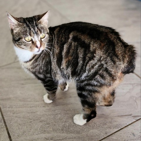 Latte, an adoptable Domestic Short Hair in Brighton, MO, 65617 | Photo Image 3