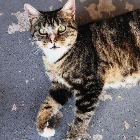 Latte, an adoptable Domestic Short Hair in Brighton, MO, 65617 | Photo Image 4