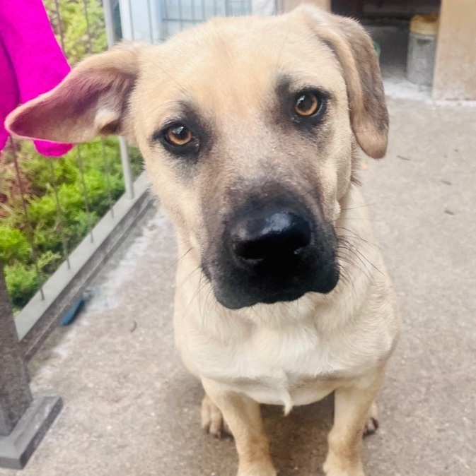 Beagle and 2024 shepherd mix