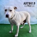 TINSLEY's profile on Petfinder.com