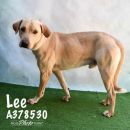 LEE's profile on Petfinder.com