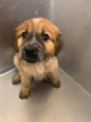 A378959's profile on Petfinder.com