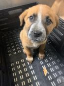 A378958's profile on Petfinder.com