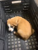 A378960's profile on Petfinder.com