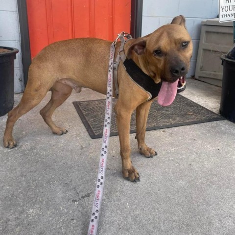 Tennessee, an adoptable American Staffordshire Terrier in Savannah, GA, 31406 | Photo Image 3