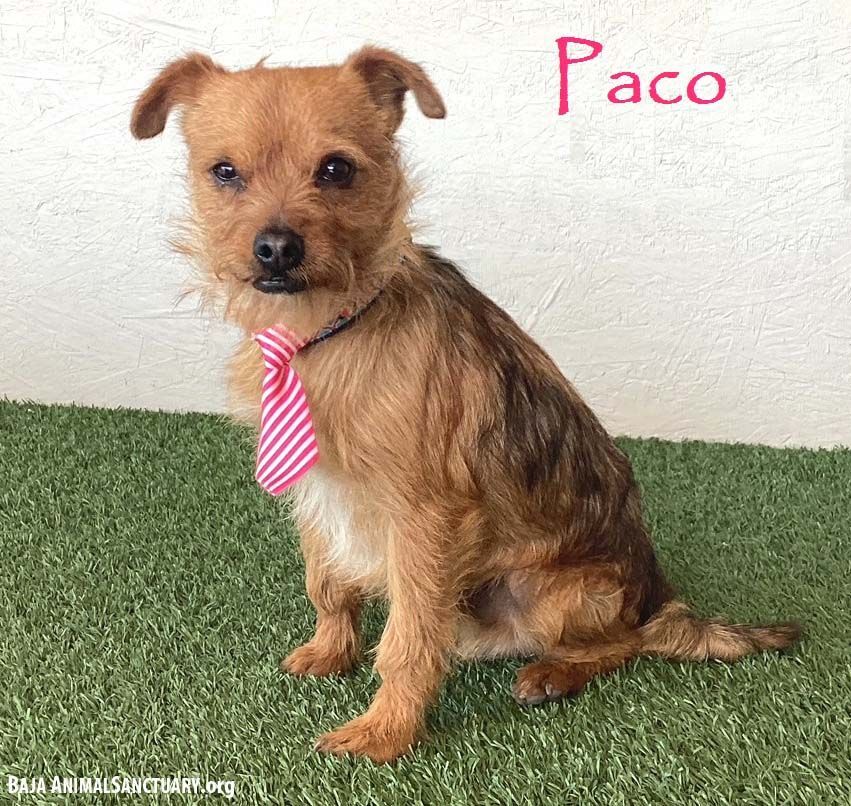 Paco pet hot sale care