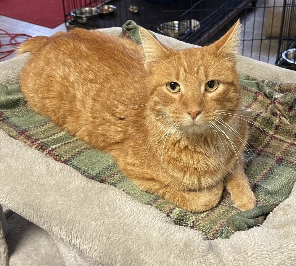 Mr. Peepers, an adoptable Domestic Short Hair in Sparta, WI, 54656 | Photo Image 1