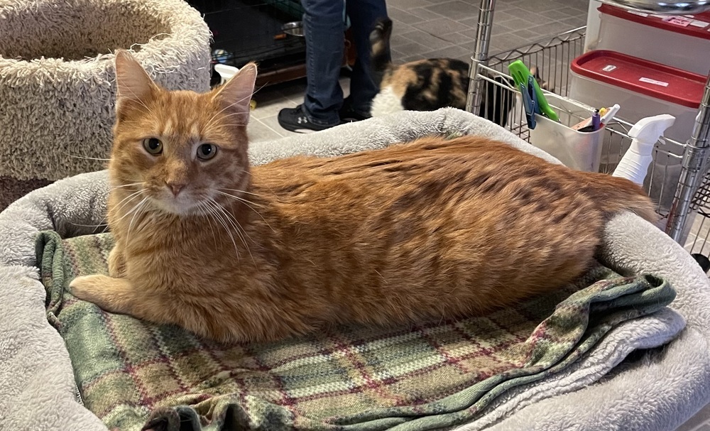 Mr. Peepers, an adoptable Domestic Short Hair in Sparta, WI, 54656 | Photo Image 2