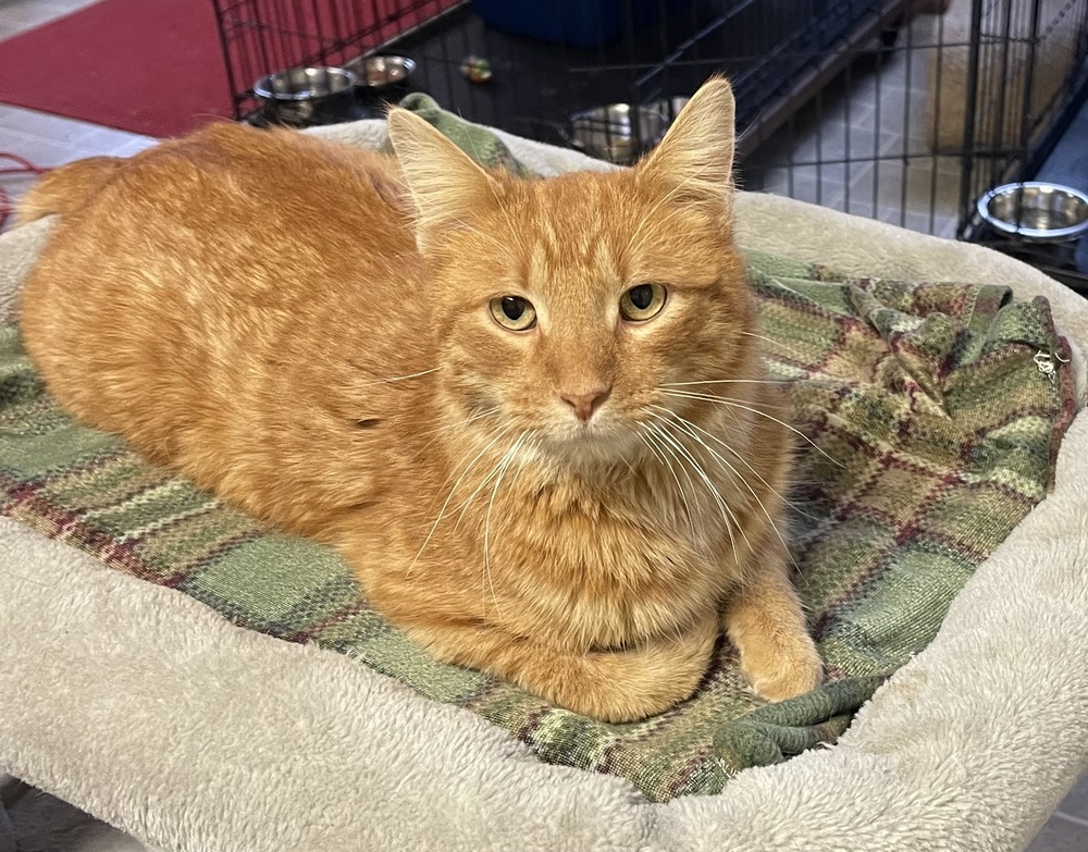 Mr. Peepers, an adoptable Domestic Short Hair in Sparta, WI, 54656 | Photo Image 3