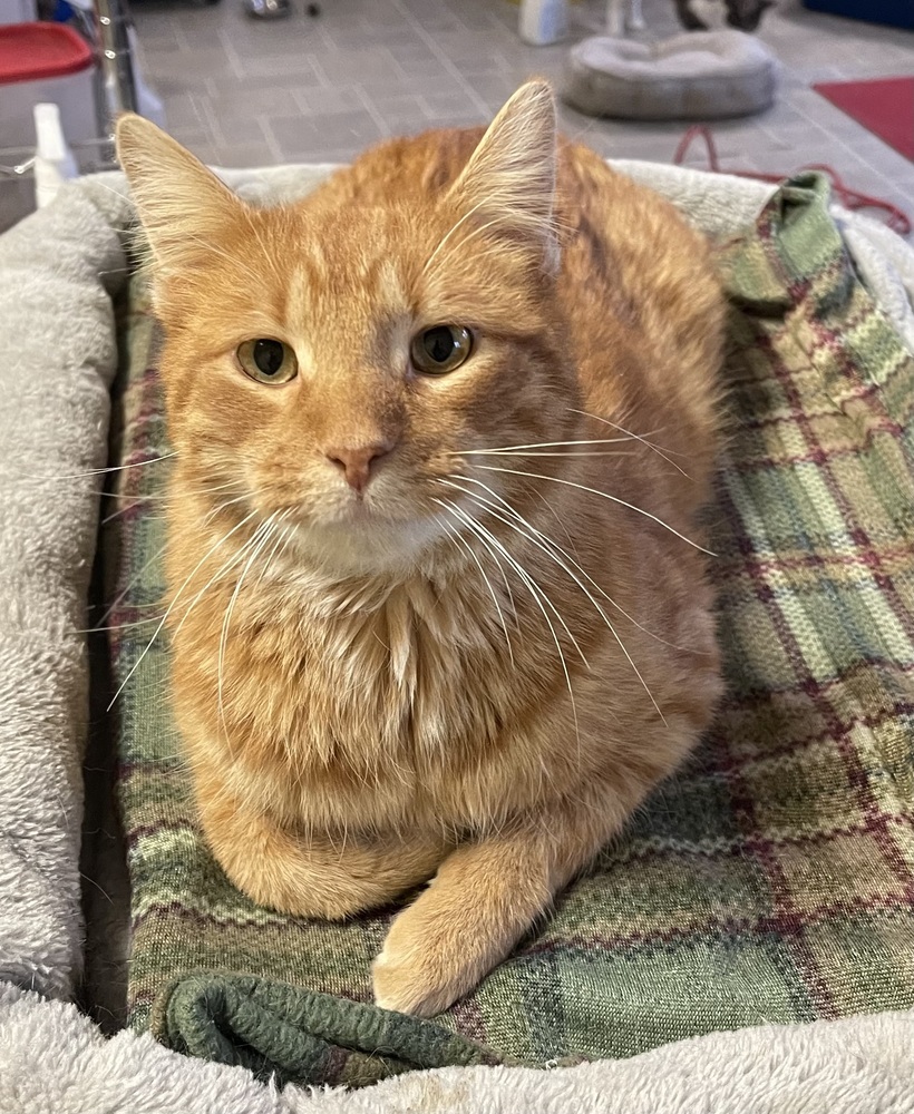 Mr. Peepers, an adoptable Domestic Short Hair in Sparta, WI, 54656 | Photo Image 4
